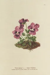 Cyclamen, Alpen Viooltje