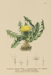 Paardenbloem