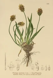 Donkere Weegbree (Plantago atrata, Plantago montana)