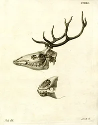 Hertengewei