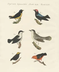 Verschillende soorten manakins