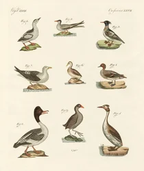 Verschillende soorten watervogels