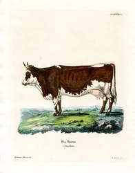 Huisrund