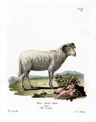 Huisschaap