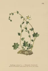 Hangende steenbreek (Saxifraga cernua)