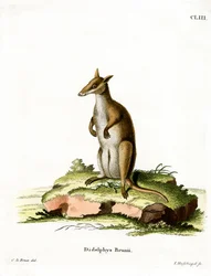 Donkere Wallaby