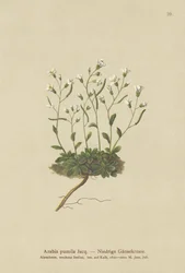 Dwerg Muurpeper