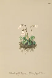 Dwerg Sneeuwklokje (Soldanella pusilla, Soldanella alpicola)