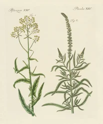 Verfplanten