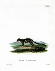 Oostelijke quoll