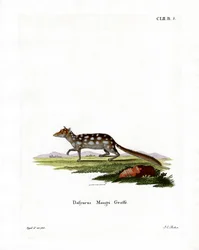 Oostelijke Quoll
