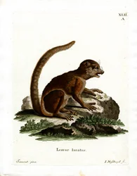 Oostelijke Wolmaki