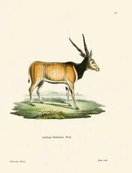 Elandantilope