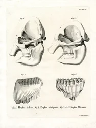 Olifantenschedels