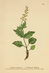 Langgerekte Valeriaan
