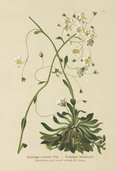 Ingekapselde Steenbreek