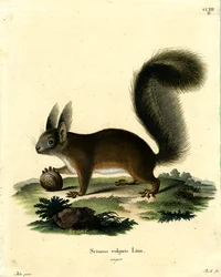 Euraziatische Rode Eekhoorn