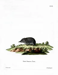 Euraziatische spitsmuis