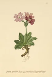 Europese Alpen Sleutelbloem (Primula spectabilis, Auriculastrum primula)
