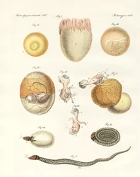 Evolutie van kippen, duiven en slangen uit eieren