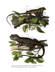 Waaiersalamander