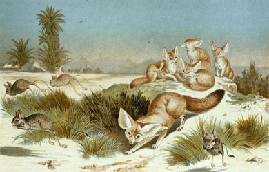 Fennek vos, plaat uit "Brehms Tierleben: Allgemeine Kunde des Tierreichs", vol.2, p.202, uitgegeven door Bibliographisches Institut