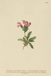 Varenbladige Lathyrus