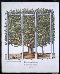 Ficus Indica Eystten uit Hortus Eystettensis