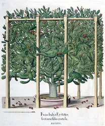 Ficus indica eystettensis, uit de Hortus Eystettensis door Basil Besler (1561-1629), uitgegeven 1613