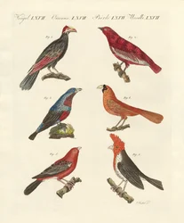 Buitenlandse mooie vogels