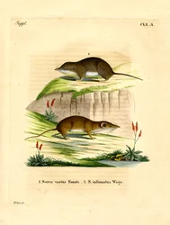 Bosspitsmuis
