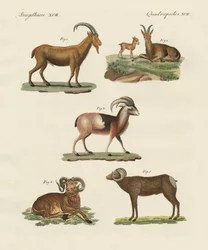 Viervoetige dieren