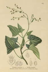 Franse Zuring (Rumex scutatus)
