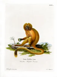 Gouden leeuwaapje