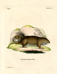 Goffer