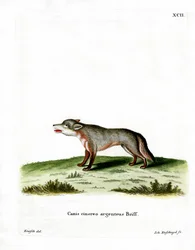 Grijze Vos