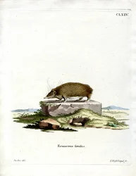 Grote Egeltenrec