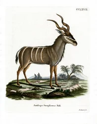 Grote koedoe