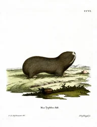 Grote Molrat