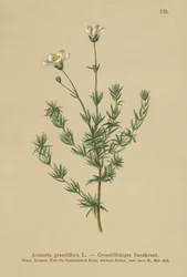 Grote Sandwort