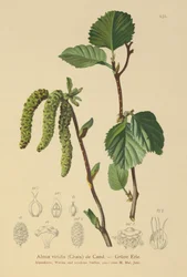 Groene Els (Alnus viridis)
