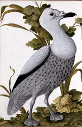 Grijze Gans, c.1740