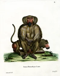 Mantelbaviaan