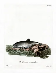 Bruinvis
