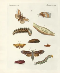 Schadelijke vlinders