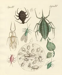 Schadelijke insecten