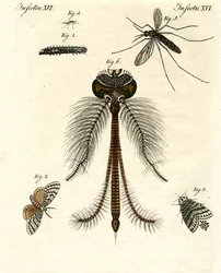 Schadelijke insecten