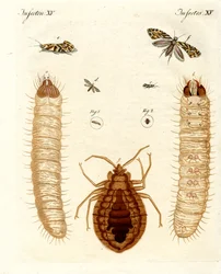 Schadelijke insecten