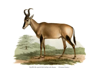 Hartebeest