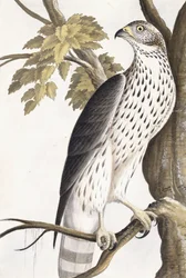 Havik, 1750-1800